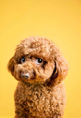 1pc PetCat Comb Grooming Massage Brush Shell Shaped Handle Dog Grooming Massage Tool To Remove Hairs For Cat Cleaning Supplies